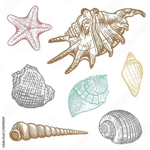 Sea shells colorful vector set. Shell beautiful hand drawn illustration. Realistic nature ocean aquatic mollusk 