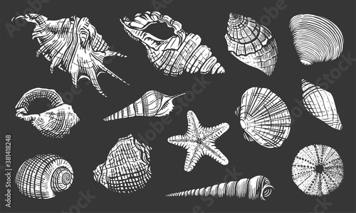Sea shells vector set. Shell hand drawn illustration. Realistic nature ocean aquatic mollusk isolated on black background