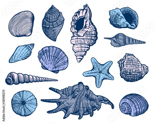 Sea shells colorful vector set. Shell beautiful hand drawn illustration. Realistic nature ocean aquatic mollusk 