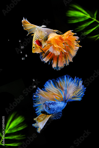 Siamese fighting fish on a black background with green algae.