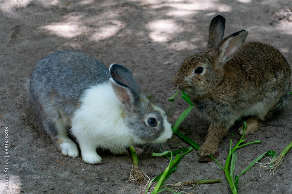 Fototapeta premium Two little white and brown rabbit eats vegetables on the ground.