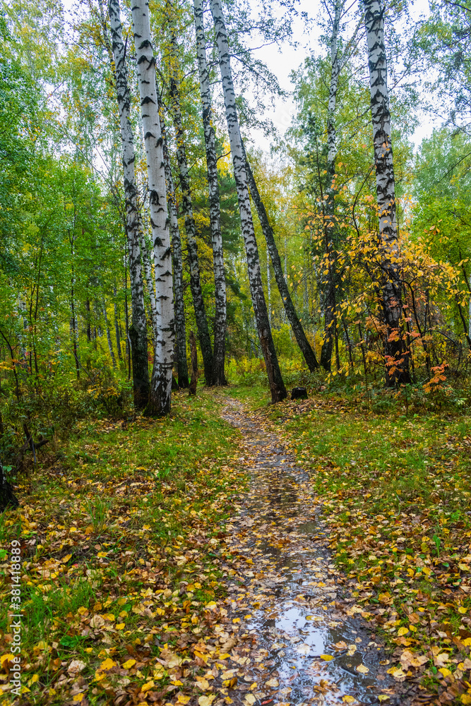 path in the woods