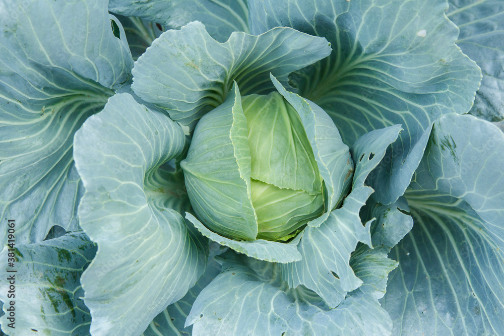 Fresh organic headed cabbage with leaves. Natural and safety food - obrazy, fototapety, plakaty 