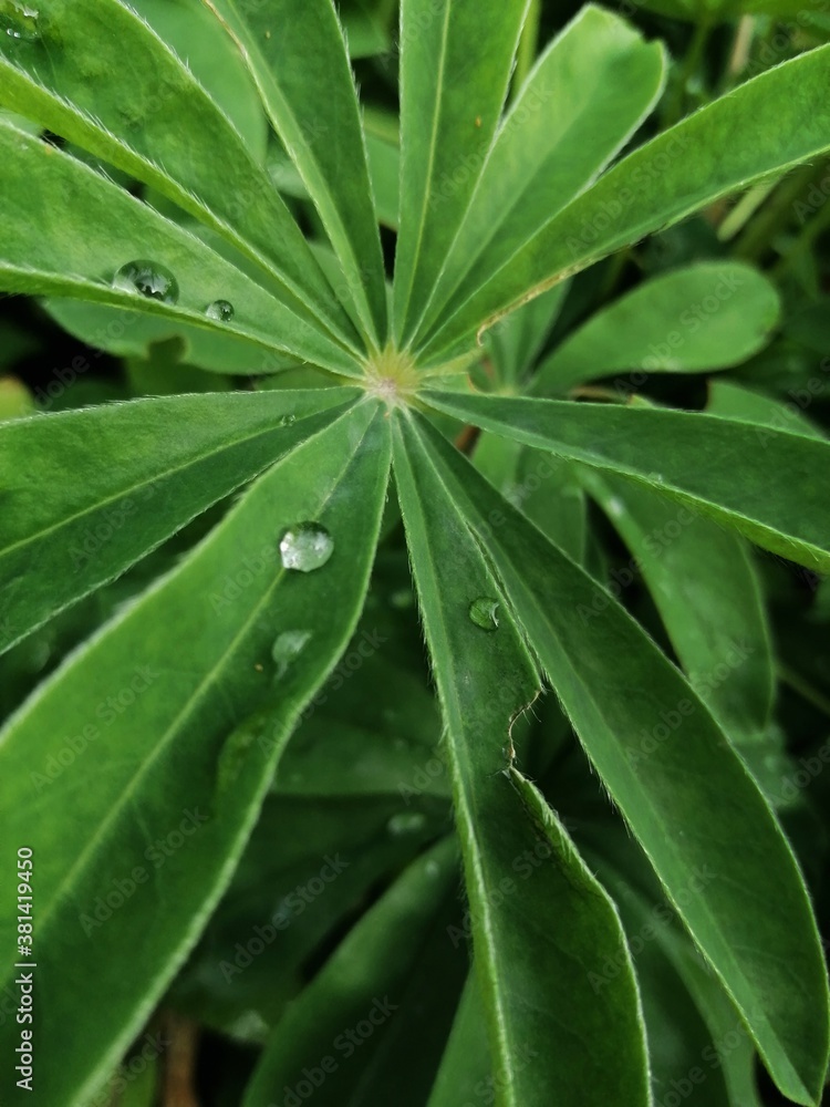 rain drops on a leaf rain drops on a leaf
