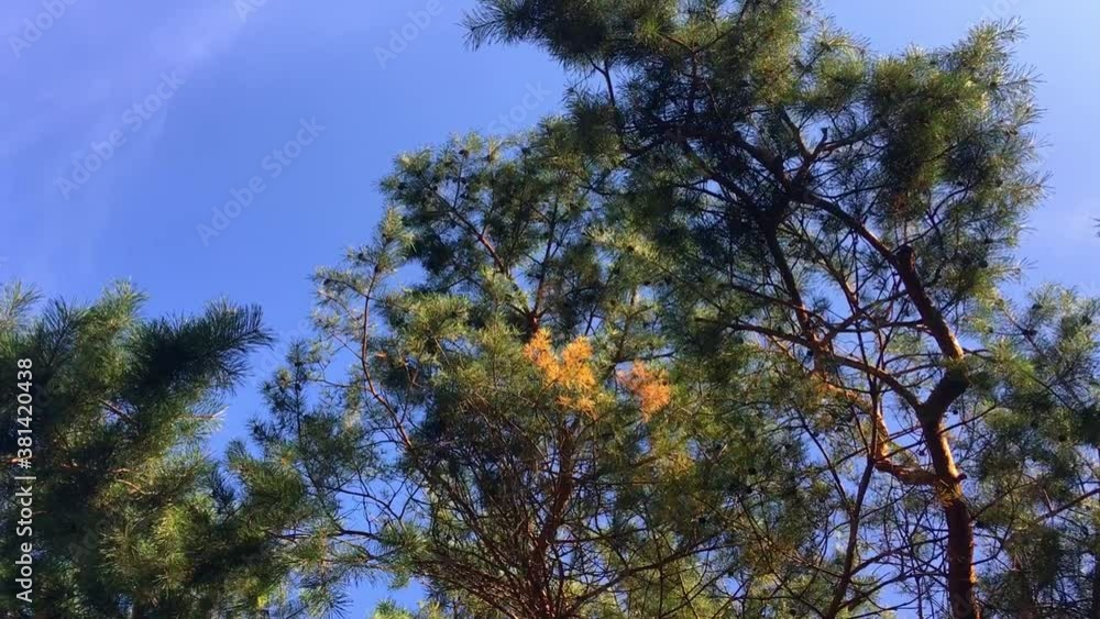 Old Pinus sylvestris gnarled trees low angle view texture Old Pinus sylvestris gnarled trees low angle view texture