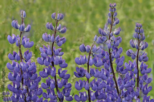 Closeup - spikes of colorful bluish-purple lupine flowers  Lupinus  against soft green background.