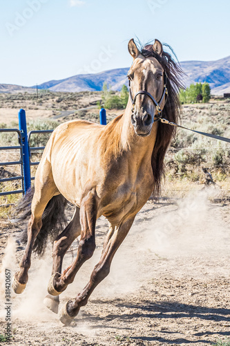 Fototapeta Naklejka Na Ścianę i Meble -  Andalusian buckskin stallion cantering in desert