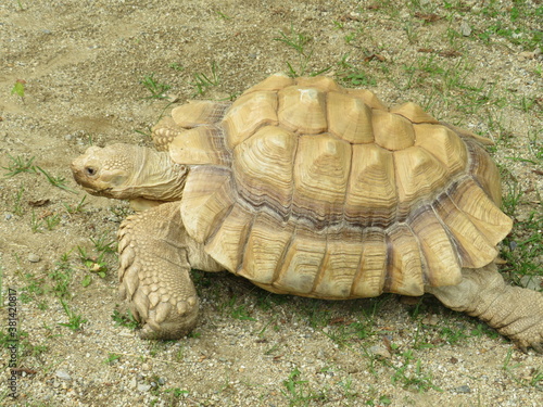 Sporenschildkröte
