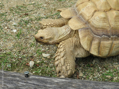 Sporenschildkröte (Nahaufnahme Kopf)