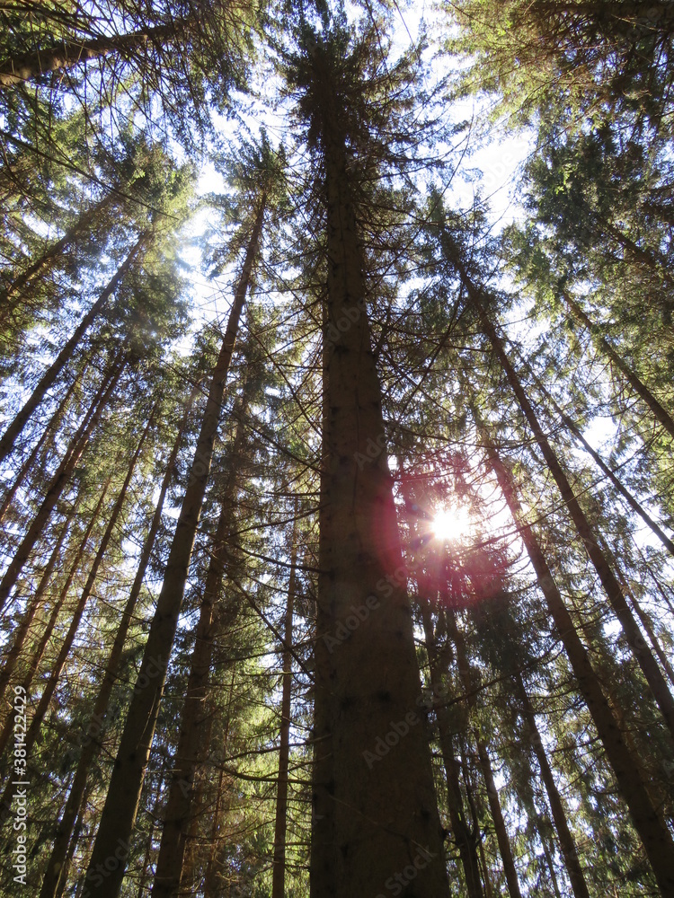 Fototapeta premium Bäume im Wald