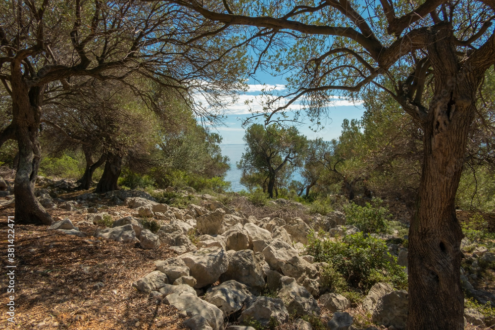 Obraz premium Olive Gardens of Lun with thousands years old olive trees, island of Pag.