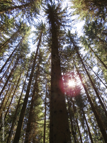 Bäume im Wald