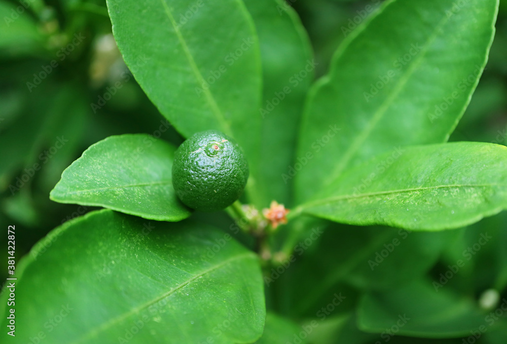 Closeup an Unripe Tiny Lime Fruit Growing on Its Tree