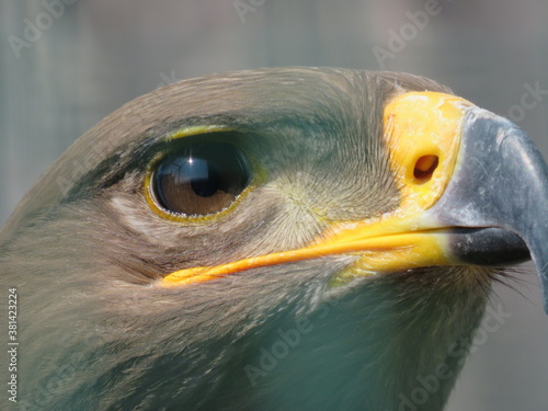 Steppenadler Nahaufnahme
