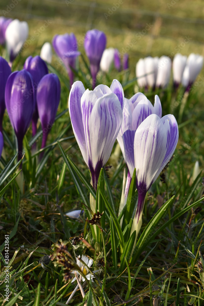 Krokus Krokus