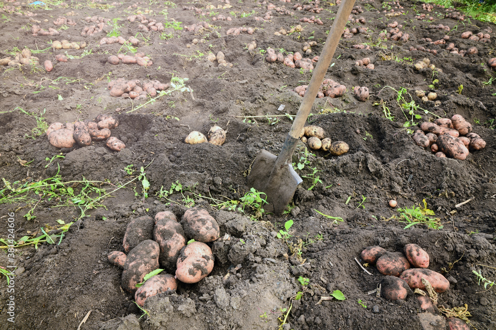 Fresh dug potatoes in the field. Harvest.