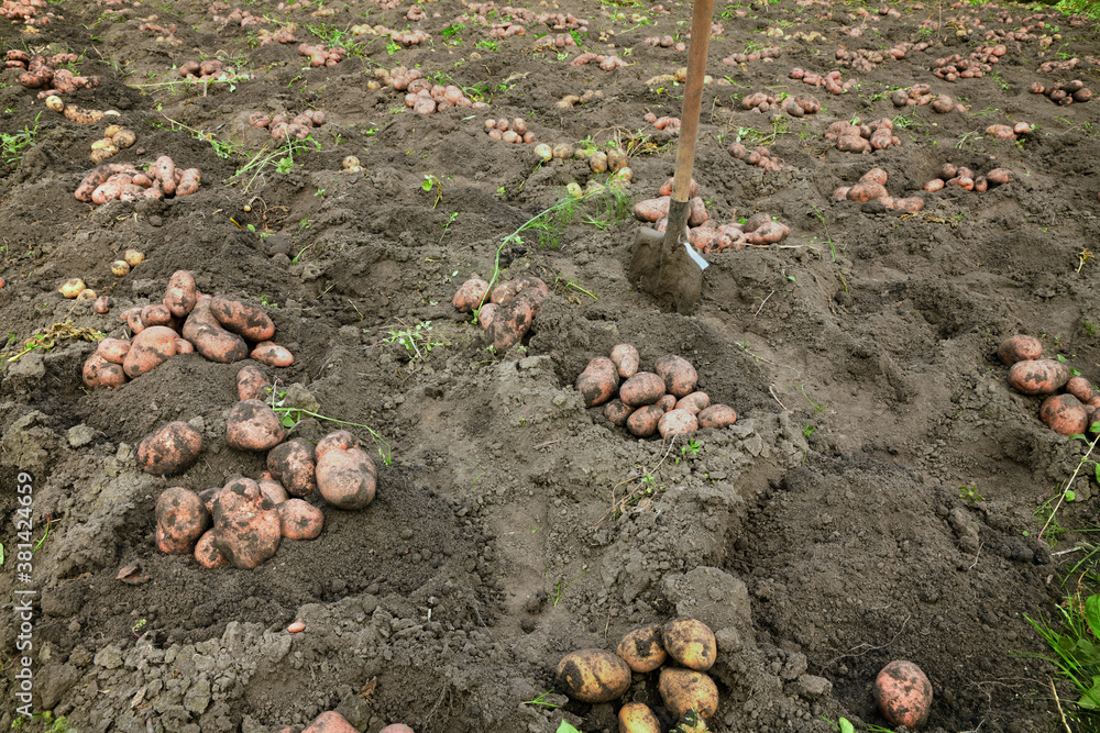 Fresh dug potatoes in the field. Harvest. Fresh dug potatoes in the field. Harvest.