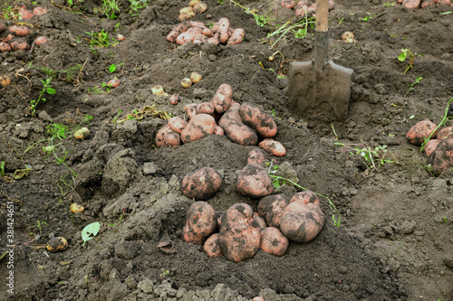 Wallpaper Mural Fresh dug potatoes in the field. Harvest. Torontodigital.ca
