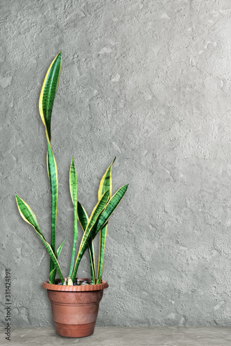 Evergreen plant  Sansevieria  in a pot on a gray concrete background.