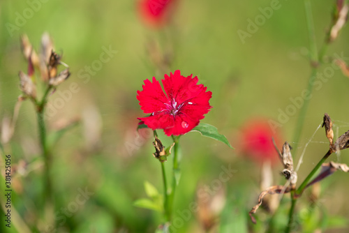 Red Dianthus flowers blossom in the garden