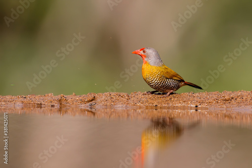 Green winged pytilia, Pytilia melba, also named melba finch drinking at a waterhole in Zimanga game reserve near the city of Mkuze in South Africa