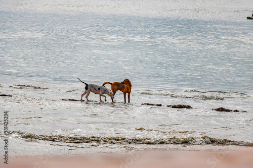 two friendly dogs are playing in the sea