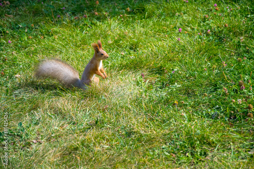 Red squirrel in a clearing in the park
