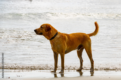 brown sweet dog at the beach in front of the sparkling water