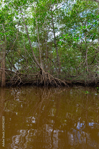 Tumaco, Nariño, Colombia. July 14, 2019: Mangroves near the Pacific coast photo