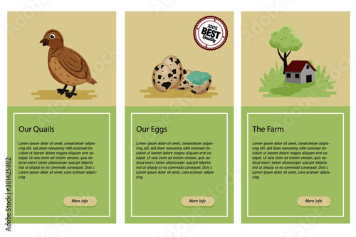 Illustration of an info page about Japanese quail