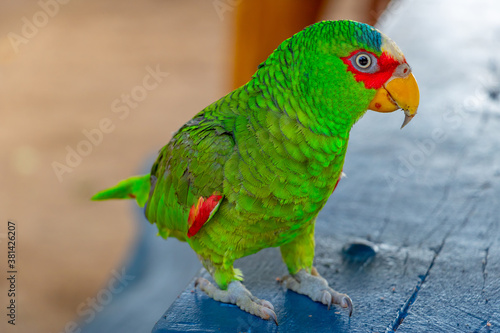 parrot is standing on a table