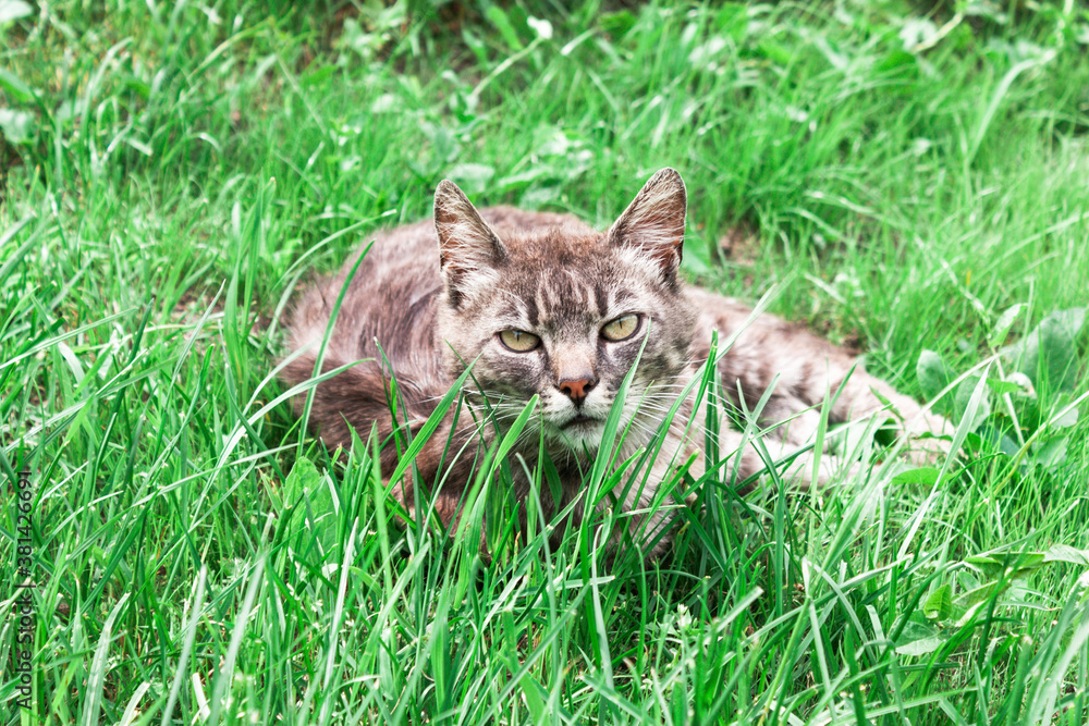 Homeless gray cat on green grass