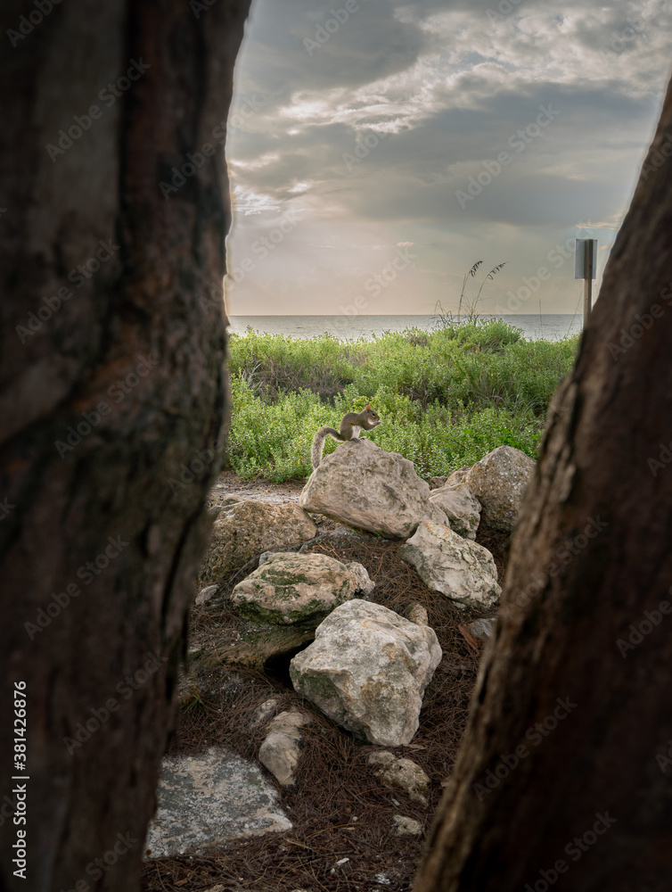 squirrel on top of a rock framed by two threes with the beach in the background squirrel on top of a rock framed by two threes with the beach in the background