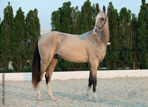 Gold Akhal-Teke horse portrait.  Stallion with traditional tack  seen against a evening farm background 