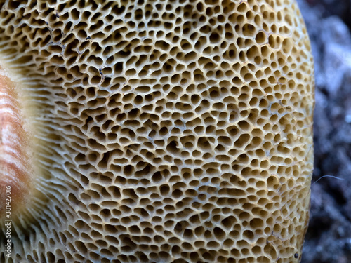 Suillus granulatus mushroom close up photo