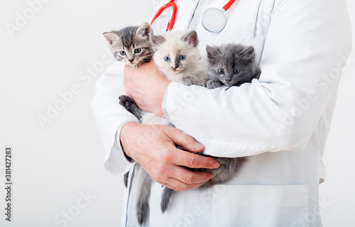 Cat in Vet doctor hands. Doctor veterinarian examining 3 three kittens. Baby cats in Veterinary clinic. Vet medicine for pets and cats. Kittens animal portrait