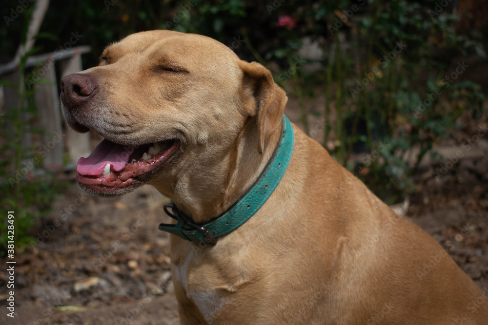 Portrait of a smiling dog