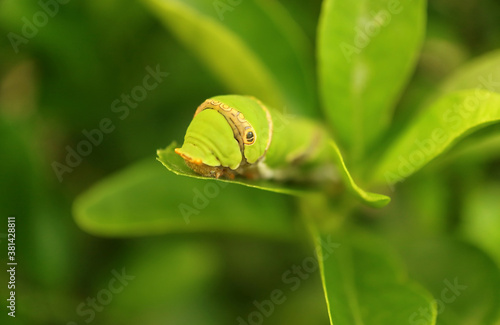 Closeup a Vivid Green Lime Swallowtail Caterpillar Resting on a Lime Tree Leaf