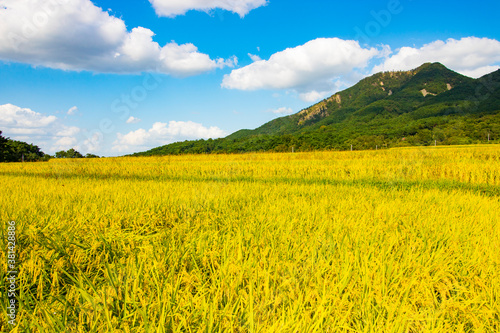 한국 시골의 가을들판