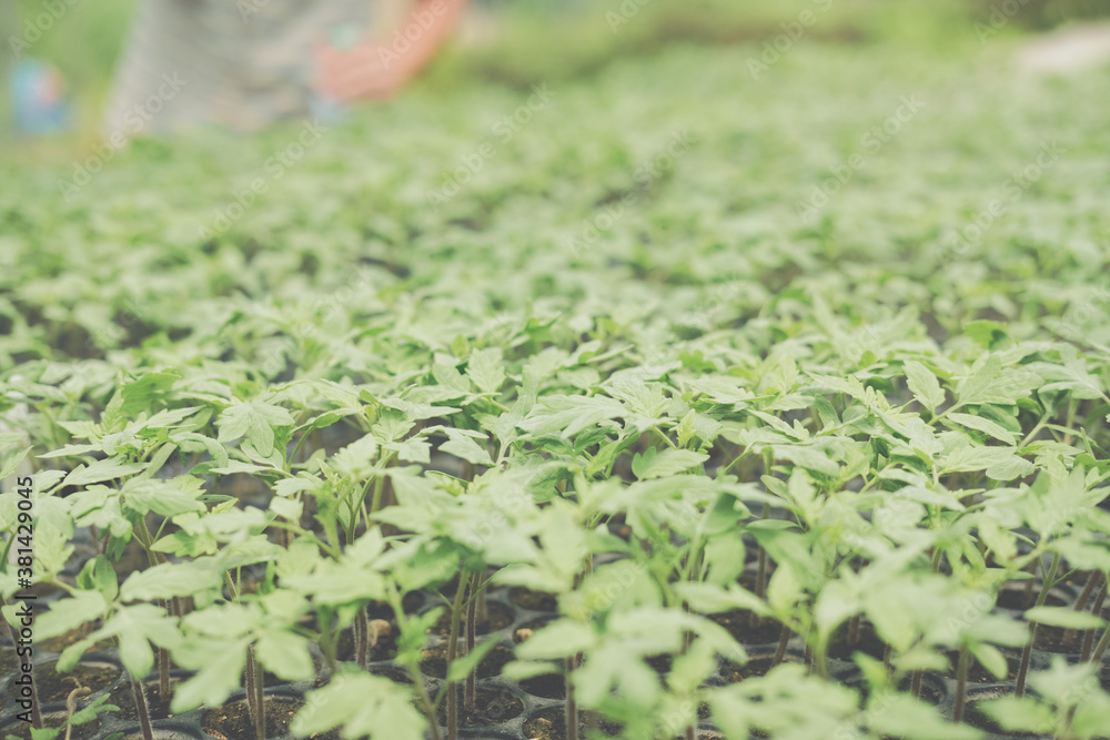 Obraz premium vegetable sprout seedling plant growing in nursery greenhouse