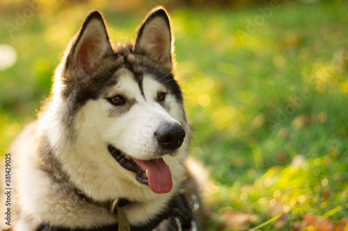 Beautiful young dog of breed Alaskan Malamute in the rays of the sun on a background of greenery and grass