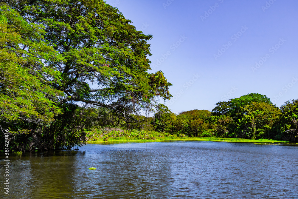 lake in a tropical forest in the caribbean lake in a tropical forest in the caribbean