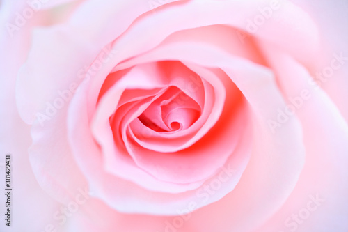 ピンク色の薔薇