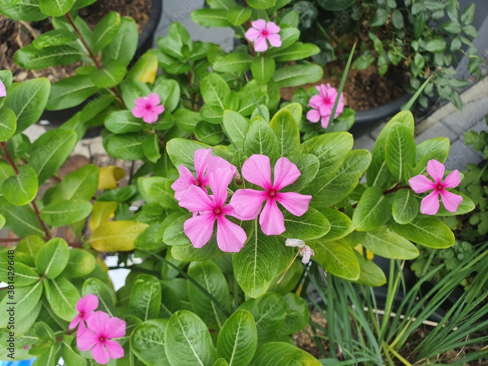 Naklejka premium Pink flower(Madagascar Periwinkle)