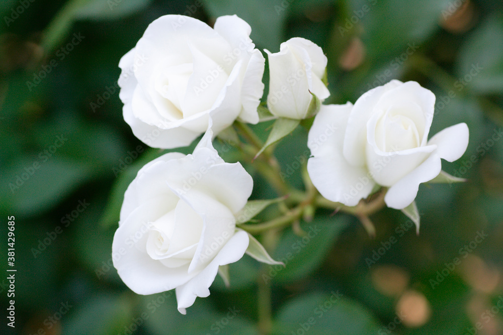 白色の薔薇 白色の薔薇