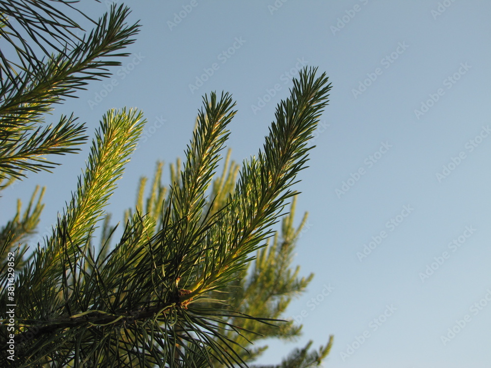 Fir Fir