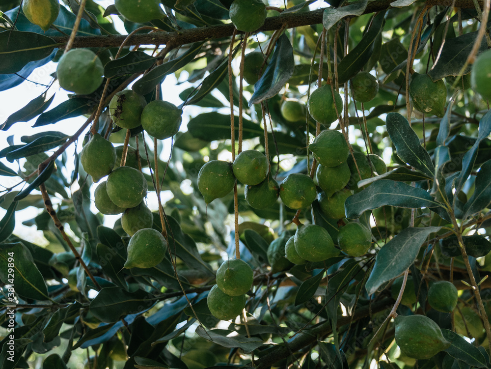 green macadamia fruits on green background, not yet ripe green macadamia fruits on green background, not yet ripe