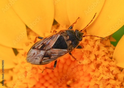 Bug (Trapezonotus ullrichi) photo