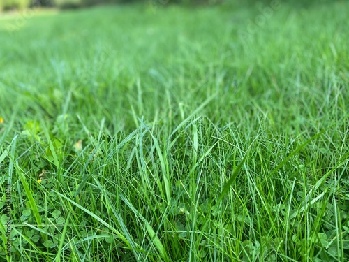 green grass background