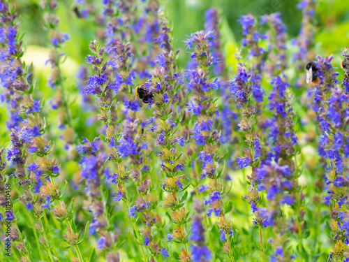 A shrub of purple hyssop, Hyssopus officinalis, antiseptic medicinal plant blooming in a garden and a bumblebee seeking nectar, closeup with selective focus,